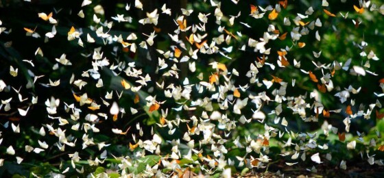 Cuc-Phuong-Park-Vietnam-butterfly-season.jpeg