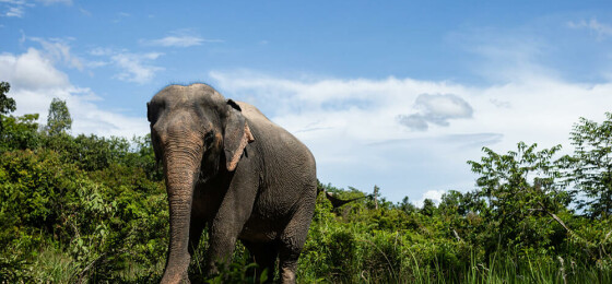 Kulen-Elephant-Forest-.jpg