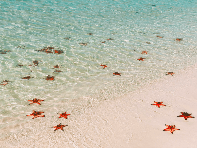 best time to visit South Vietnam phu quoc starfish