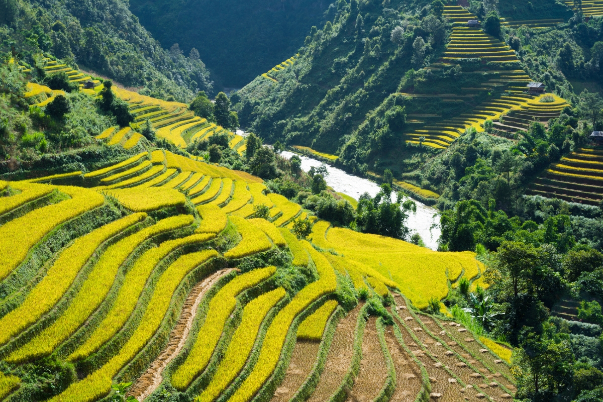 best time to visit north vietnam terrace field in sapa