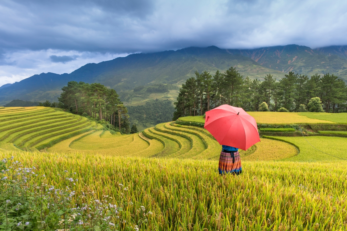 prepare for travelling to vietnam golden rice fields