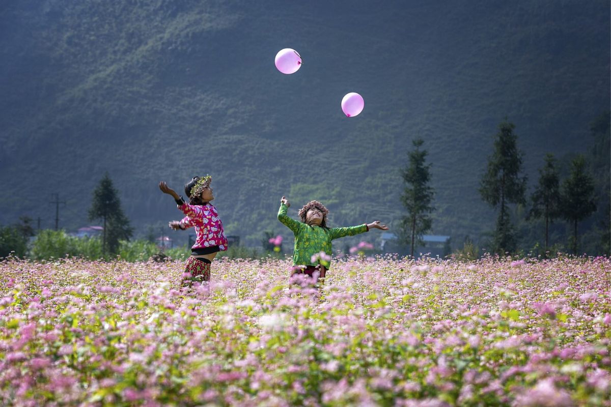 best cities to visit in vietnam Ha Giang buckwheat flower