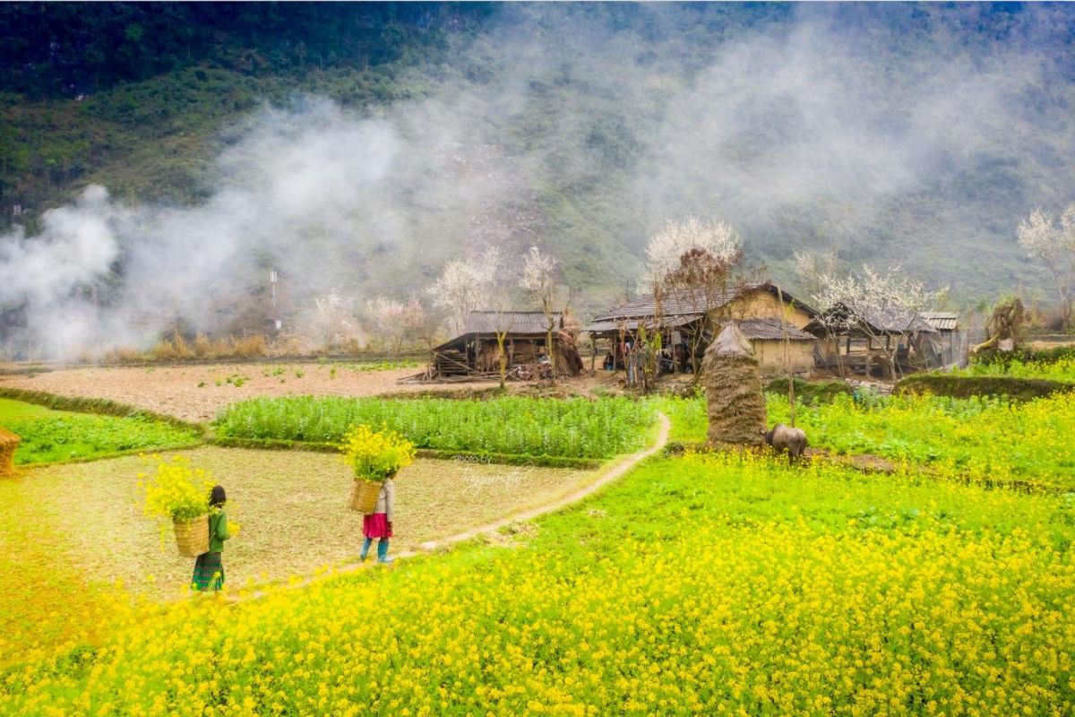 best cities to visit in vietnam Ha Giang flower season