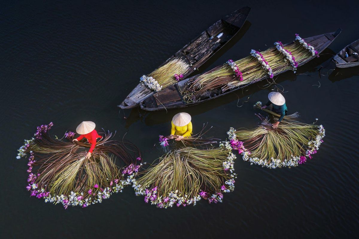 expenses in vietnam tour Harvest water lilies Vietnam