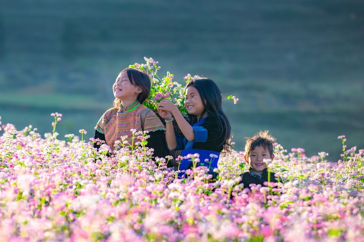 vietnam holidays from perth tam giac mach flower