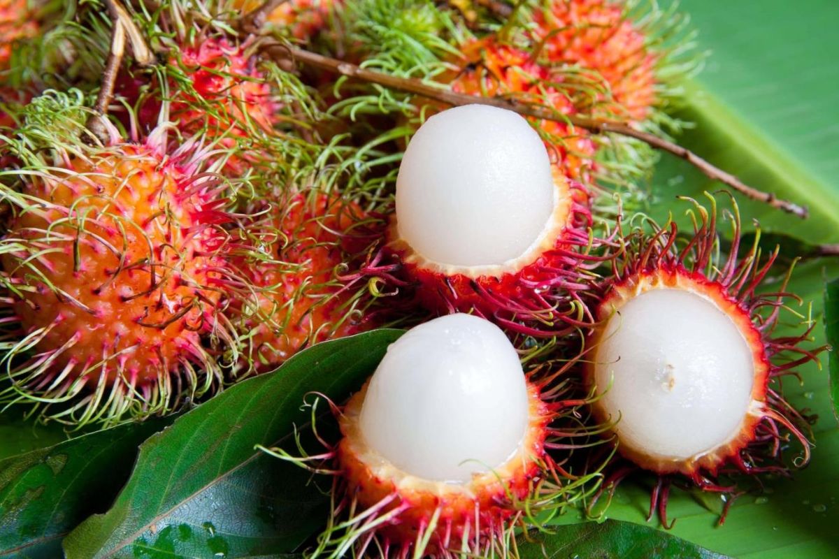 best fruit to eat in vietnam rambutan