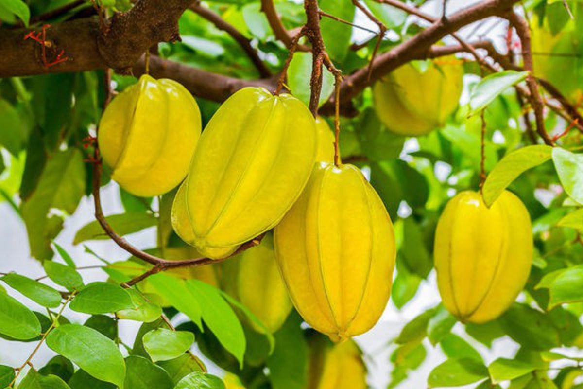 best fruit to eat in vietnam starfruit
