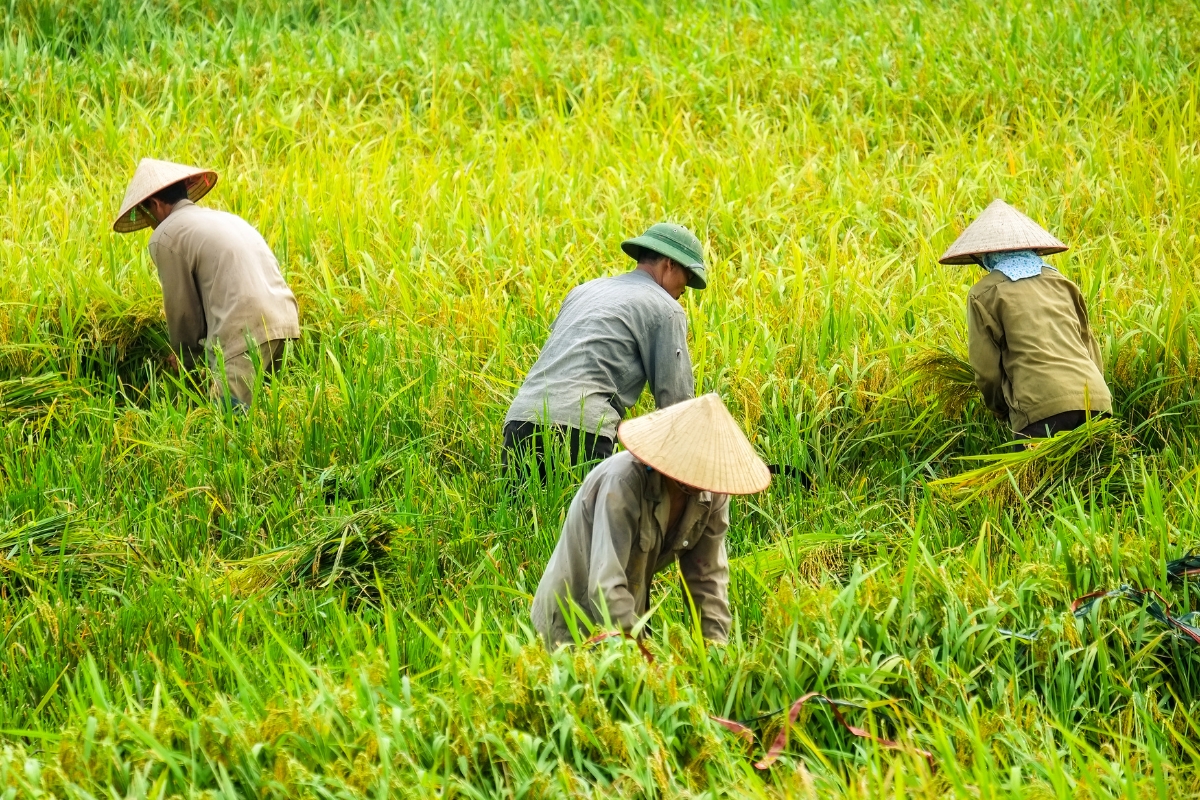 vietnam private tour guide safety