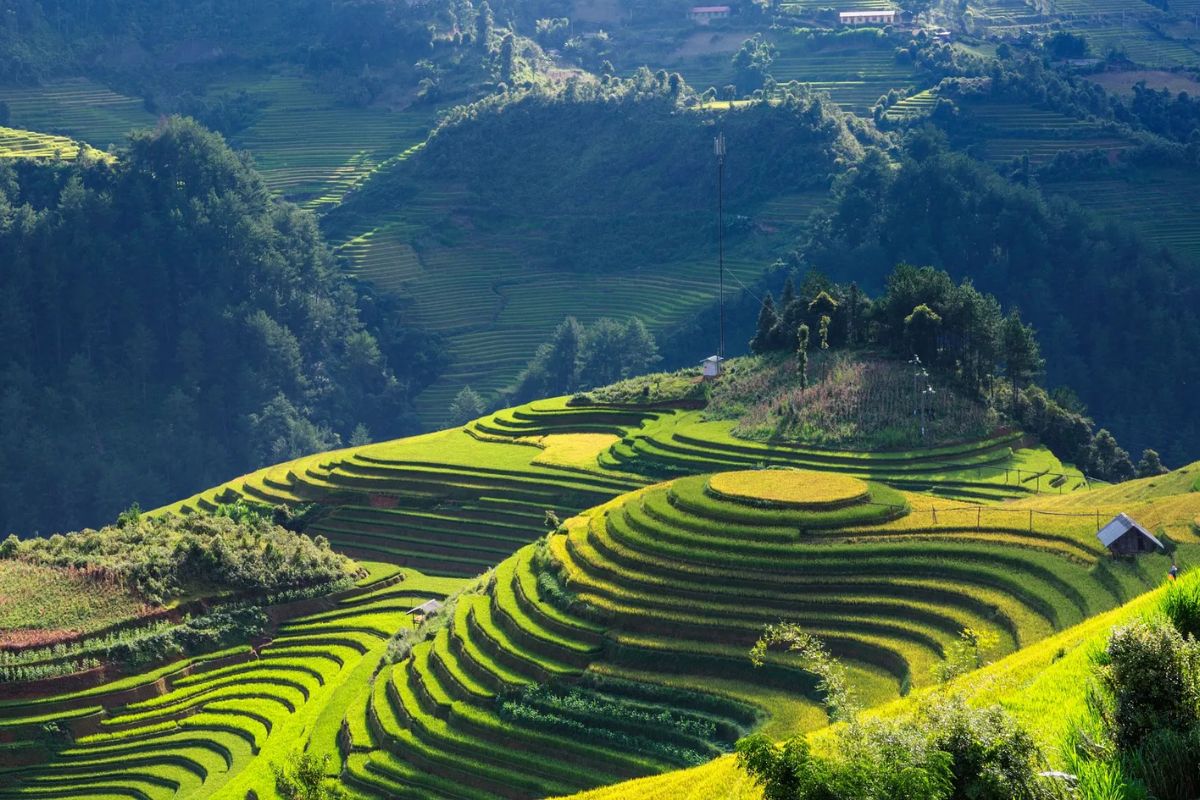 best tourist city in vietnam sapa terraced rice fields