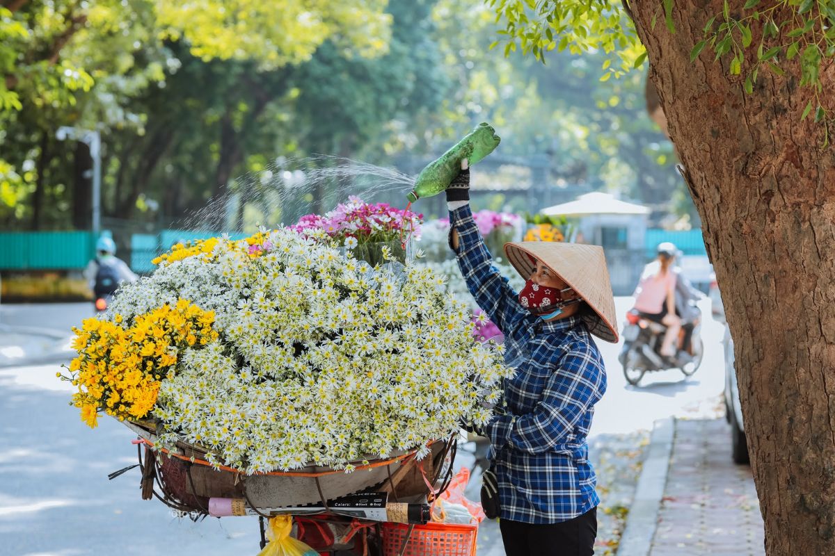 hanoi weather by month hanoi daisy flower