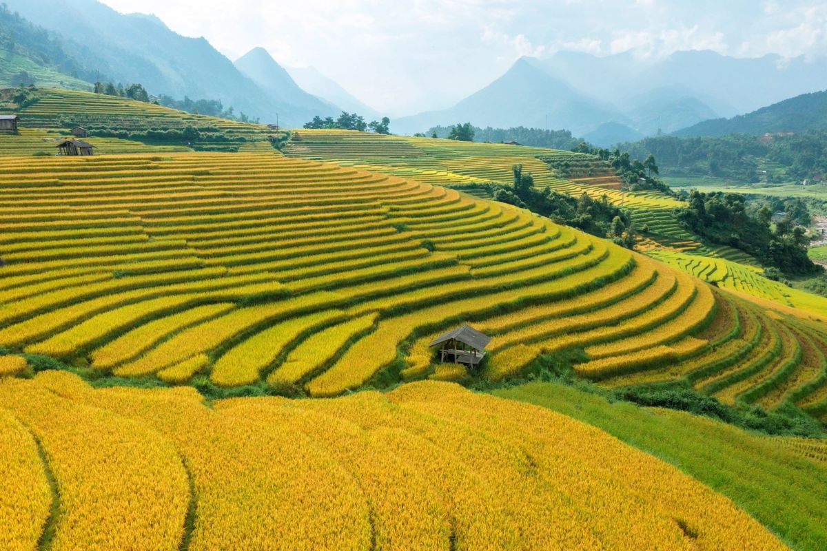 vietnam weather in sept sapa harvest season